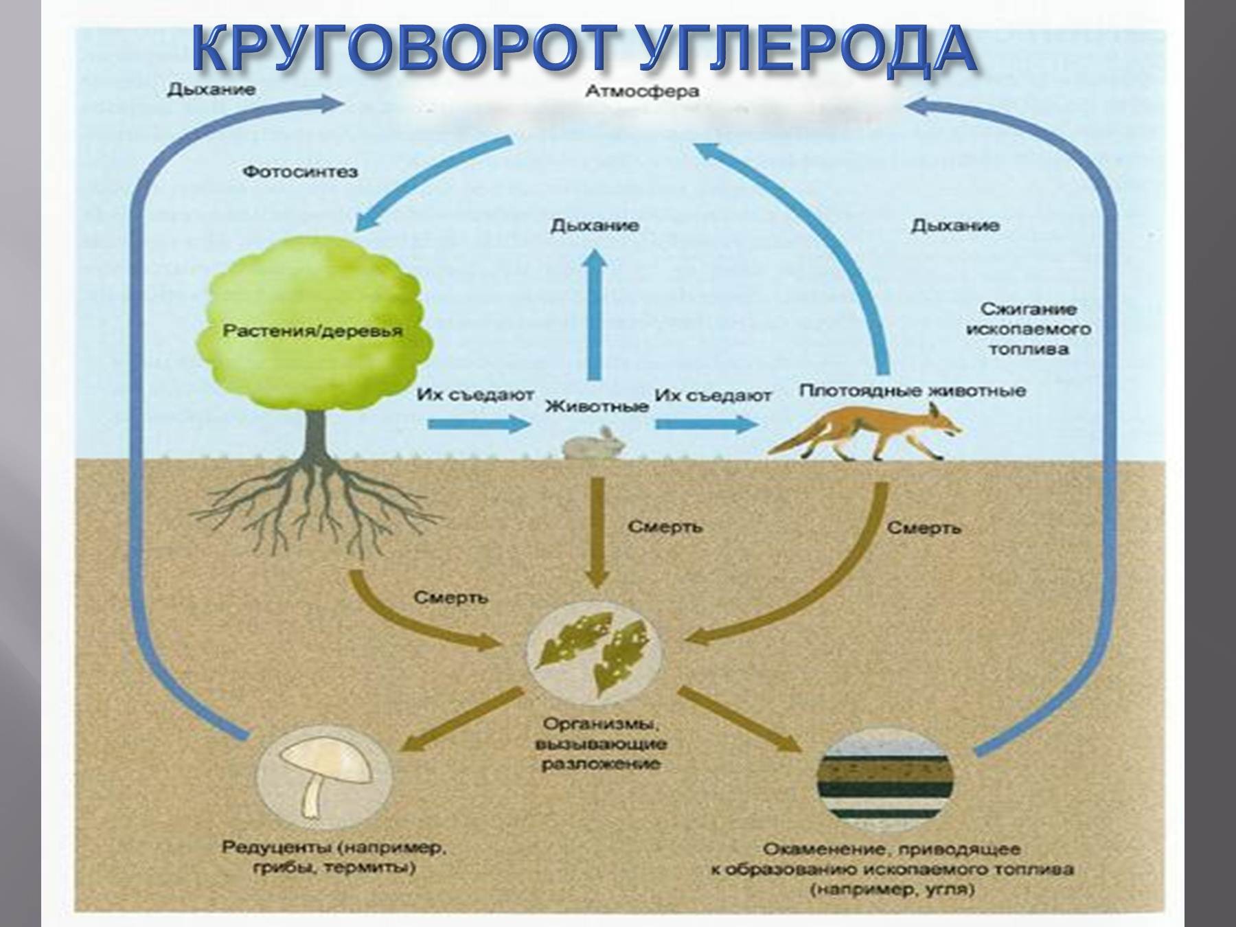 Растения в биосфере является. Круговорот углерода (по ф. Рамад, 1981). Круговорот углерода в биосфере биология. Биологический круговорот углерода в природе. Зарисовать схему круговорота углерода в биосфере.
