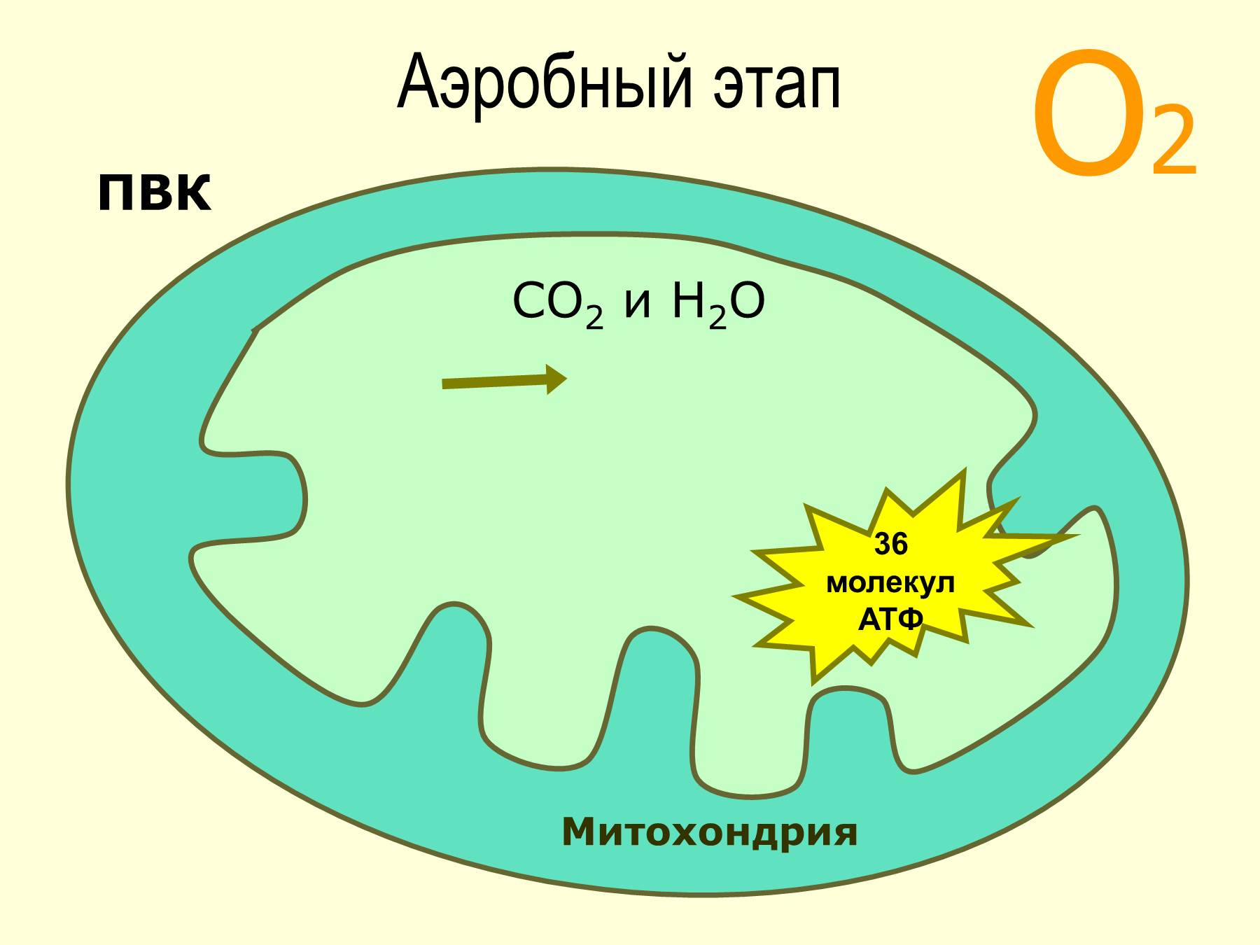 Аэробный кислород. Схема кислородного этапа клеточного дыхания. Кислородный этап в митохондриях схема. Энергетический обмен в митохондриях схема. Образование энергии в митохондриях.