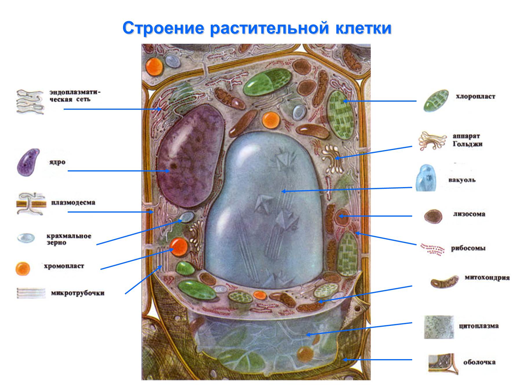 Рис 1 строение растительной клетки. Схема строения растительной клетки. Схема строения растения клетки биология. Структура растительной клетки схема. Клеточные структуры растительной клетки.