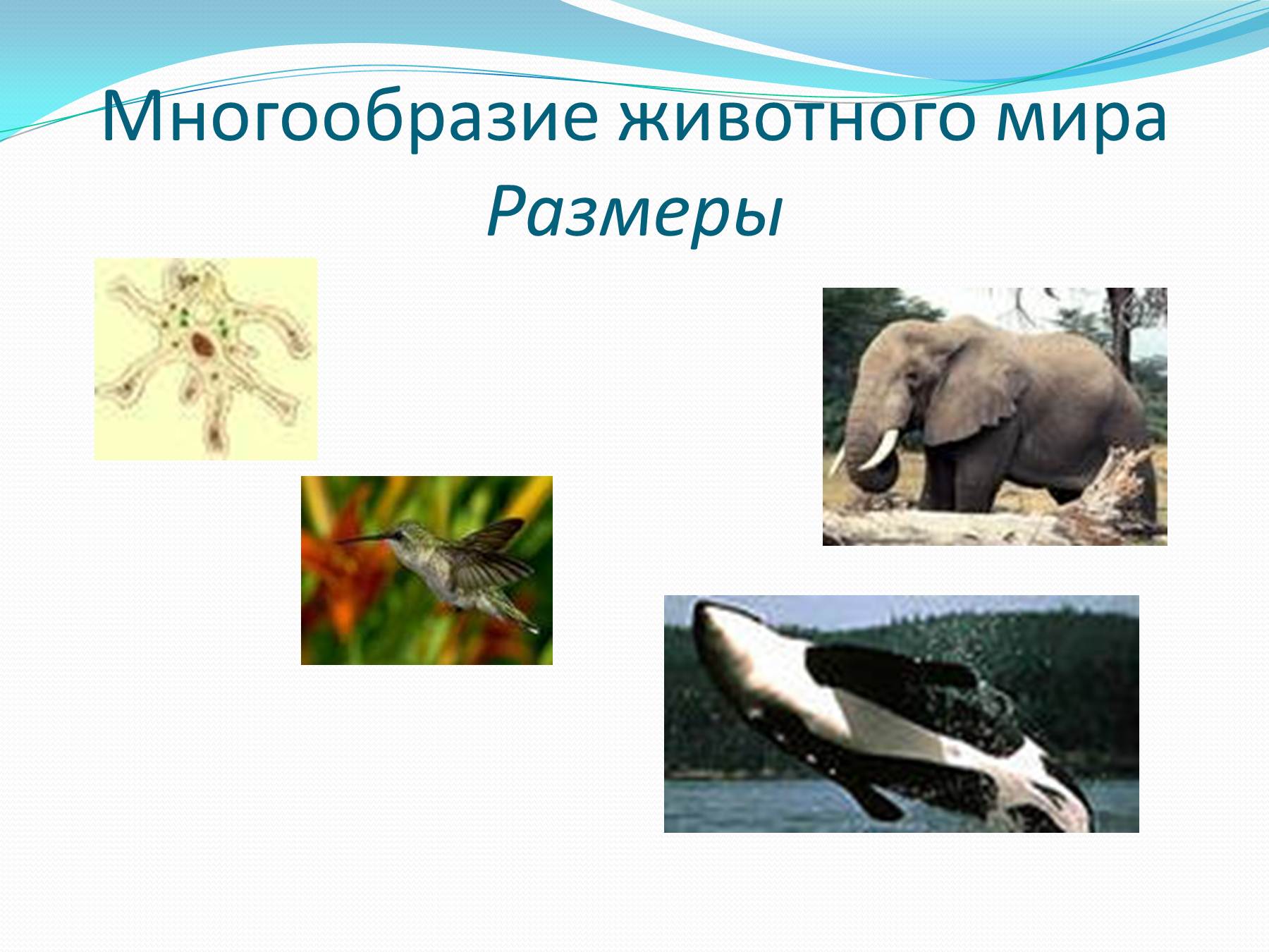 Презентация многообразие животных 1 класс. Многообразие животных. Многообразие животных звери. Сообщение о разнообразных животных.