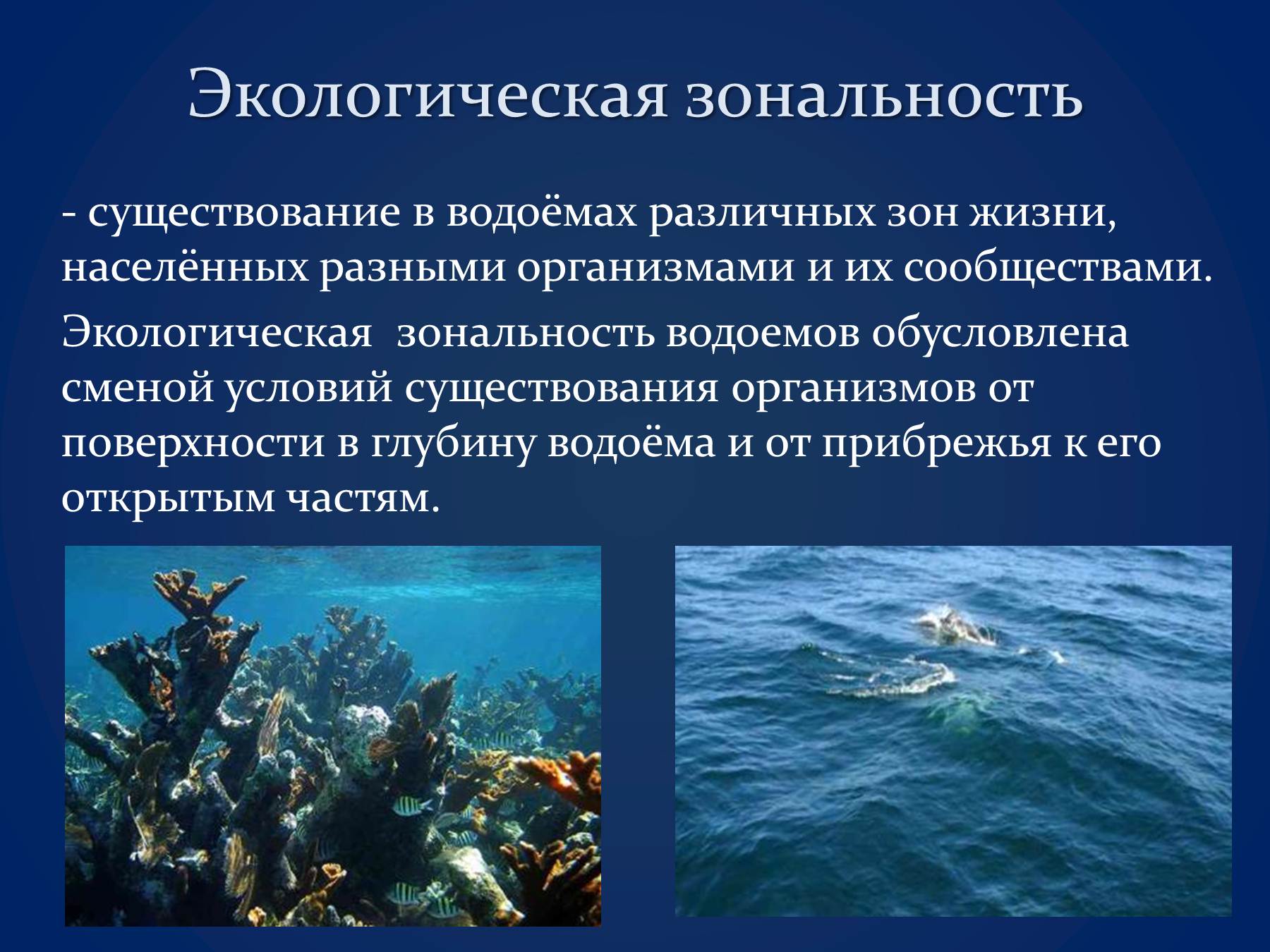 Условия существования живых организмов в океане. Презентация на тему водная среда.. Организмы обитающие в водной среде. Водная среда обитания организмов. Презентация на тему водная среда обитания.