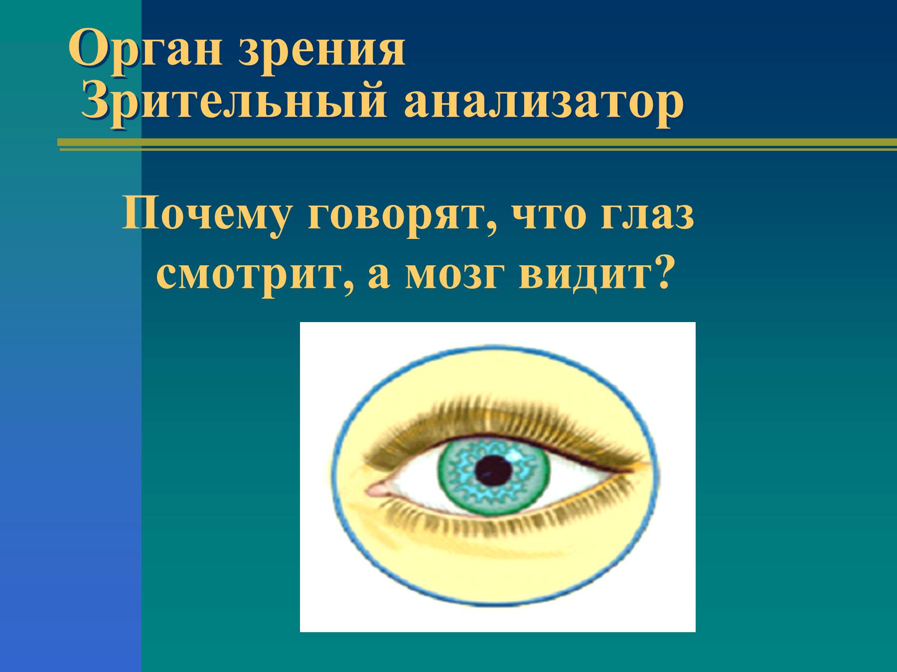 Где в органе зрения находится желтое. Биология 8 класс анализаторы зрения. Орган зрения. Орган зрения орган. Презентация на тему зрение.