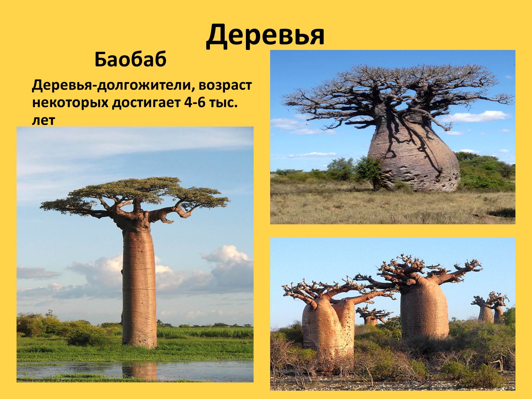 Воспользуйтесь текстом живет на свете баобаб. Деревья долгожители баобаб. Растения Африки. Растения Африки для детей. Растения саванны названия.