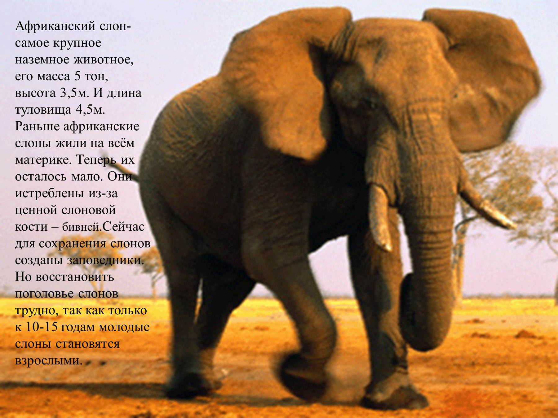 Самое крупное животное африки. Африканский слон. Саванный слон. Африканский слон для детей 1 класса. Слон для презентации.