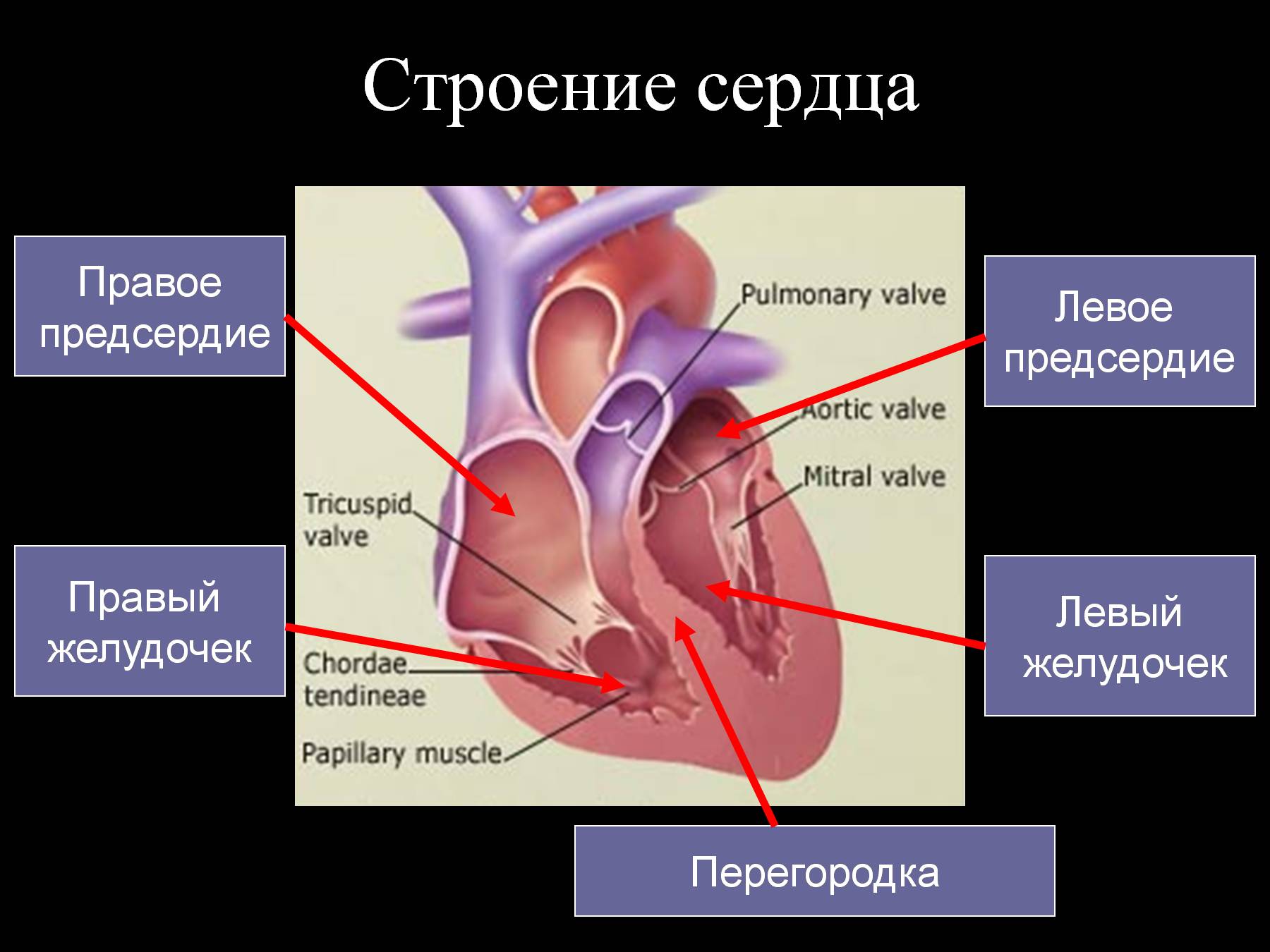 Правый желудочек отделен от правого предсердия. Строение сердца желудочки предсердия. Сердечный желудочек строение. Строение правого предсердия сердца. Строение левого предсердия сердца.