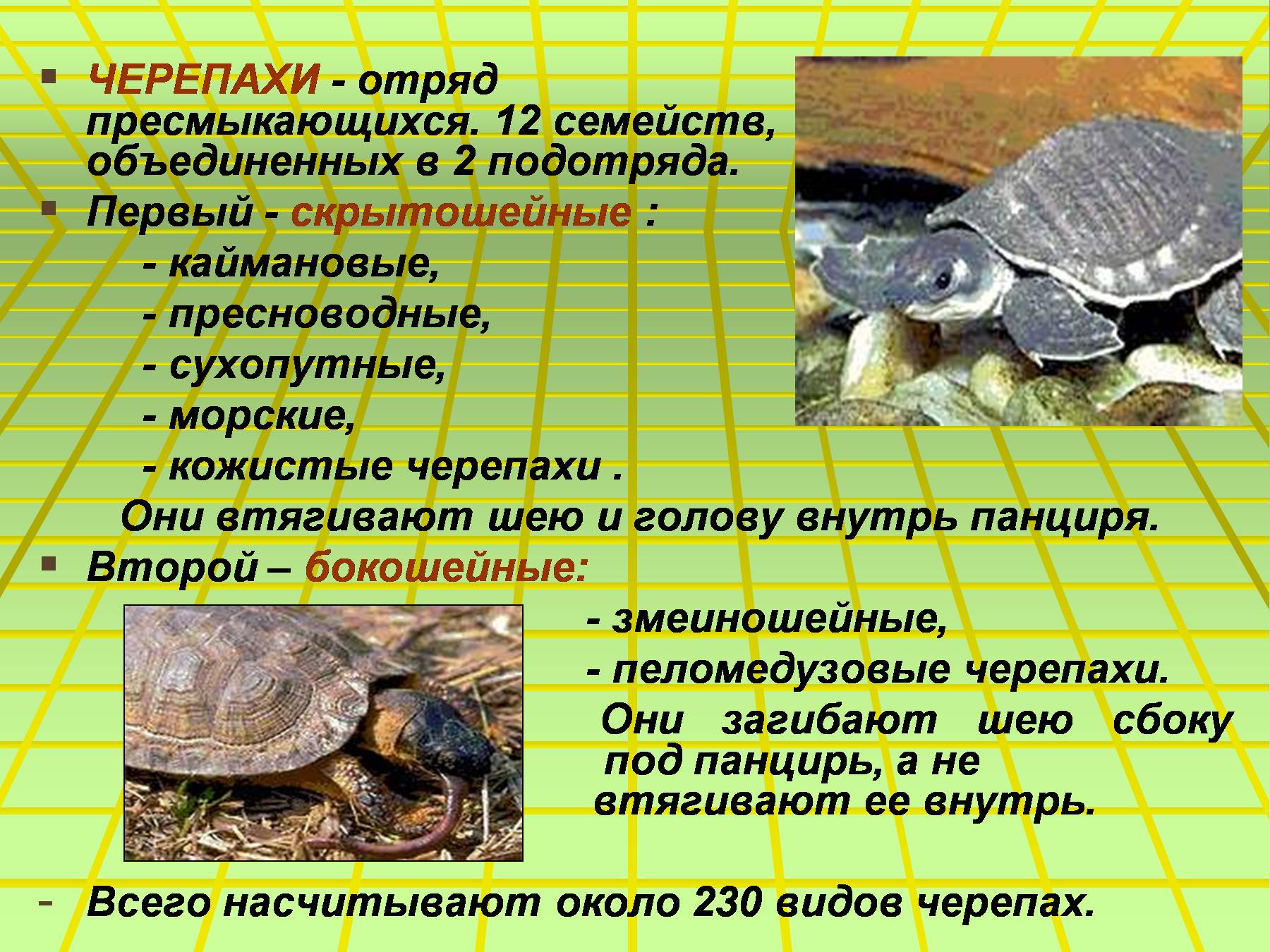 Черепахи 8 класс биология. Пресмыкающиеся отряд черепахи. Черепаха для презентации. Презентация на тему черепахи. Класс пресмыкающиеся черепахи.