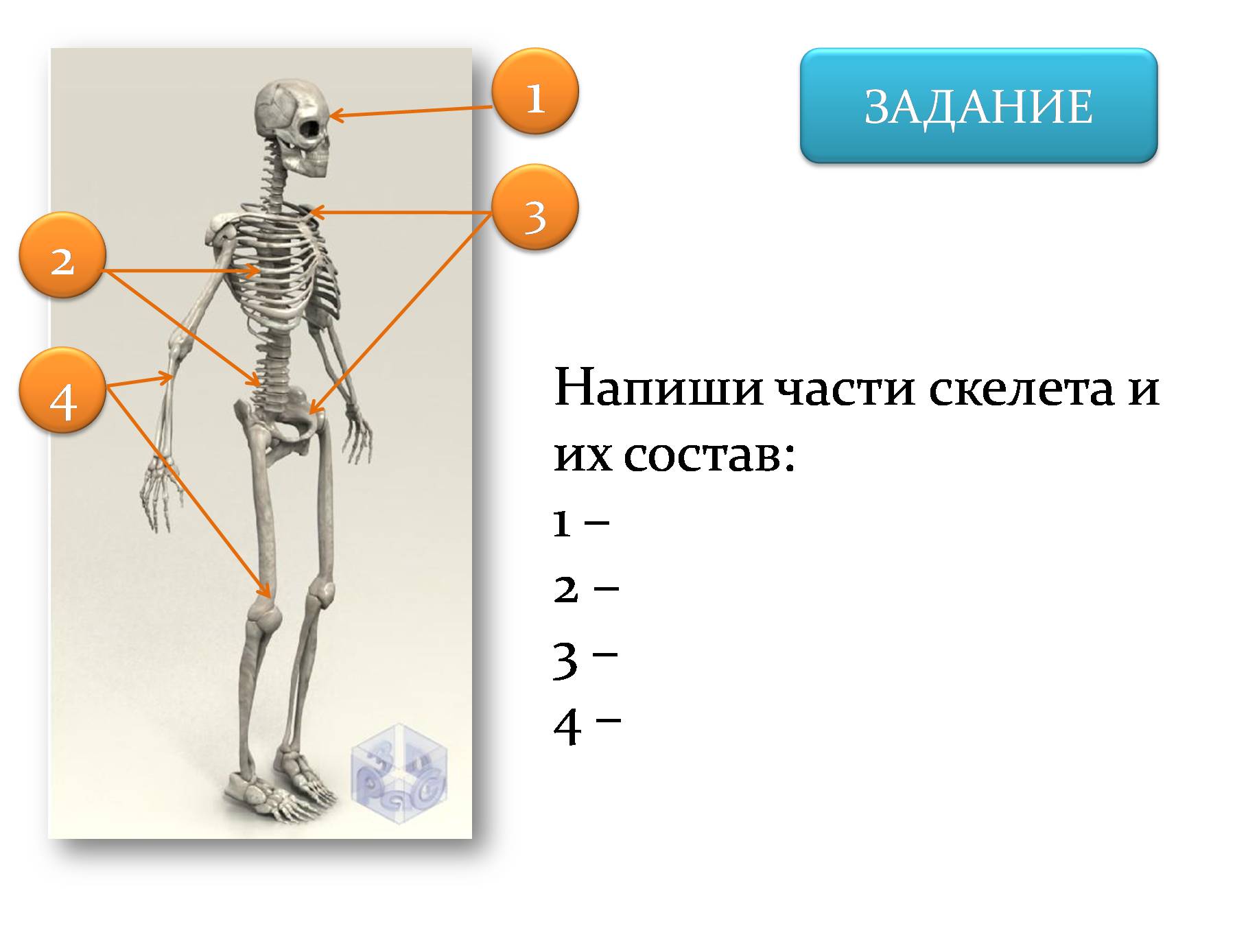 Задания по скелету. Части скелета. Подписать части скелета человека. Задания по скелету человека. Подпишите части скелета человека.