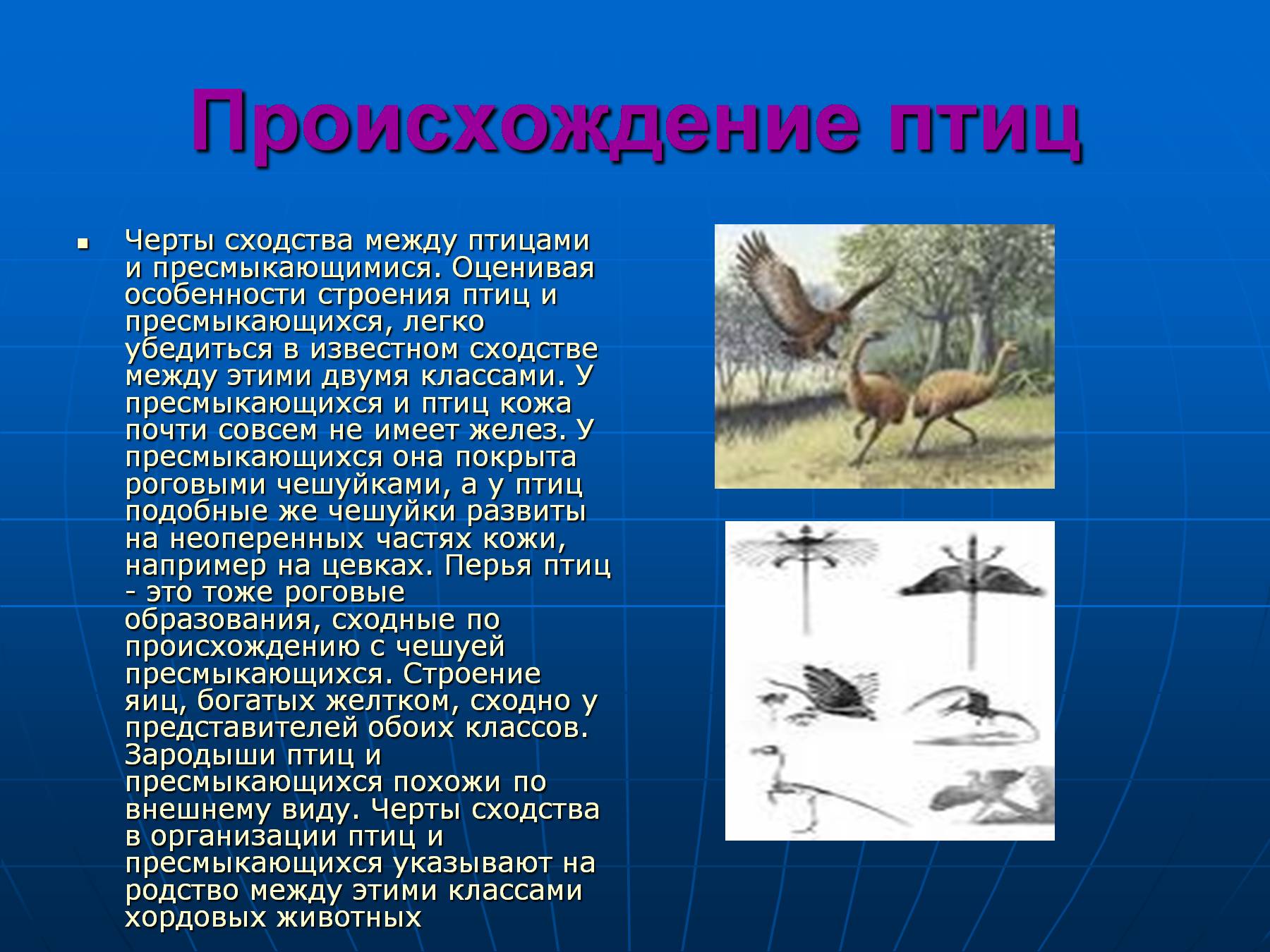 Откуда появились птицы. Происхождение птиц. Класс птицы происхождение. Птицы произошли от рептилий. Происхождение и Эволюция птиц.