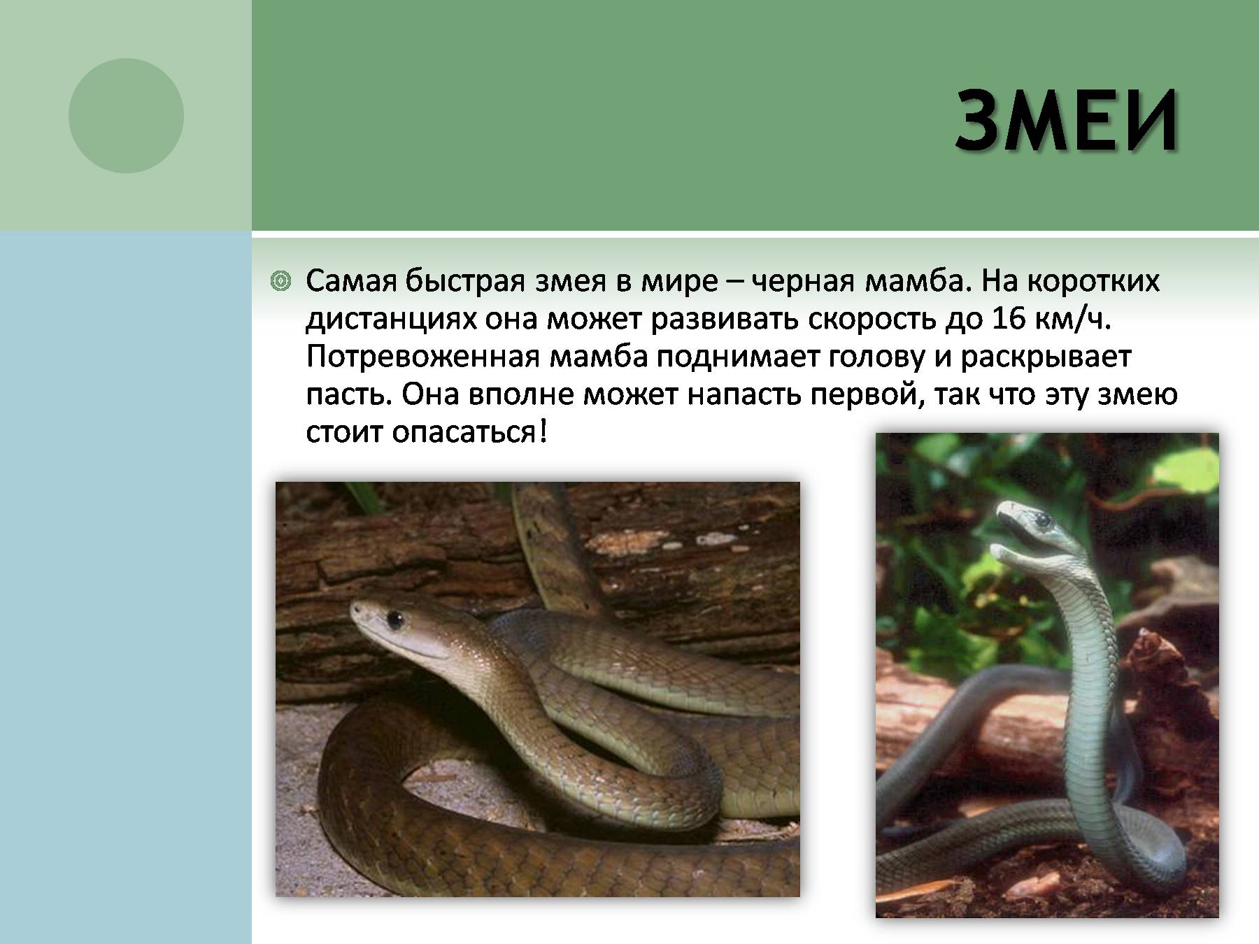 Змеи окружающий мир 2 класс. Интересная информация о змеях. Самые интересные факты о пресмыкающихся. Удивительные факты о змеях. Необычные факты о пресмыкающихся.