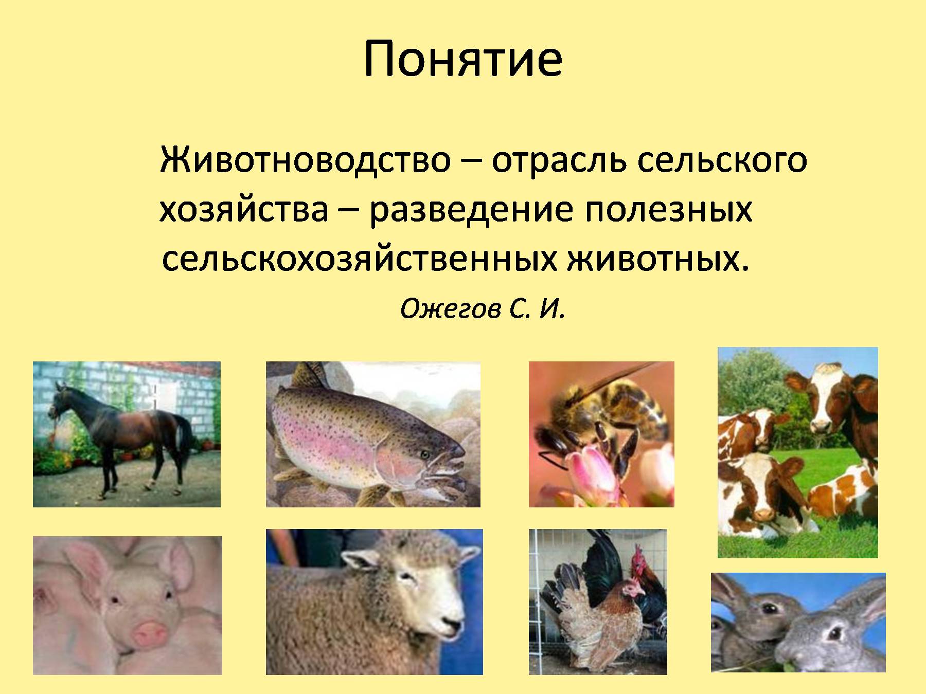 Домашнее сельскохозяйственное животное сообщение 3 класс окружающий. Отрасли животноводства 4 класс. Сообщение о животноводстве. Доклад о животноводстве. Презентация на тему животноводство.