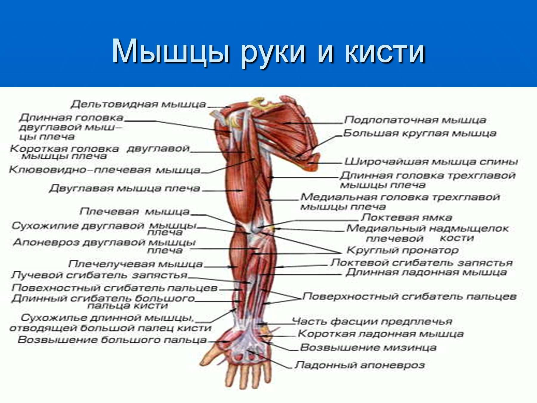 Функция каждой мышцы. Мышца руки: название мышц, функция. Мышцы руки и плеча схема. Мышцы руки анатомия. Строение мышц руки человека.