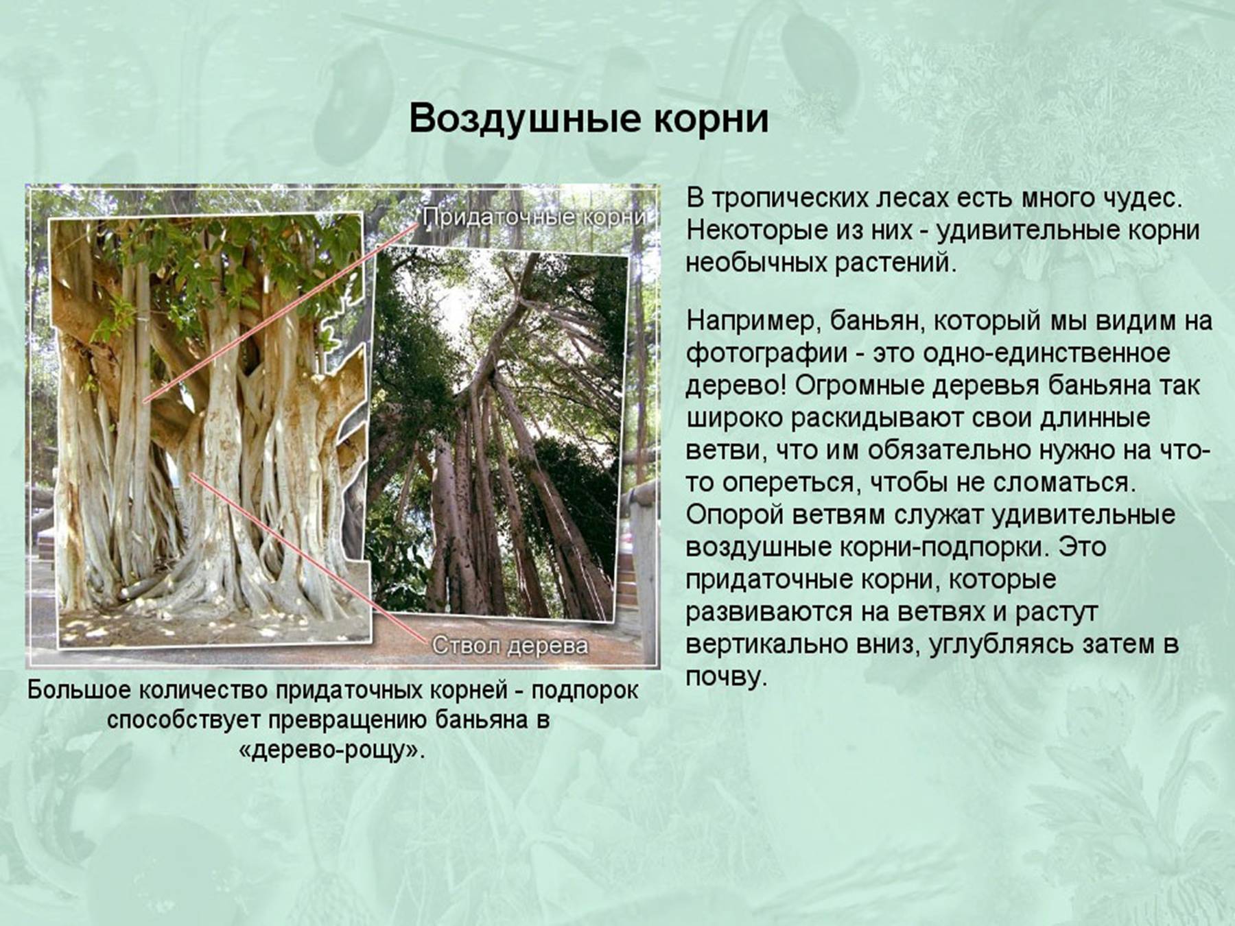 Root message. Сообщение о необычных корнях. Интересные факты о корнях растений. Корень презентация. Необычные воздушные корни.