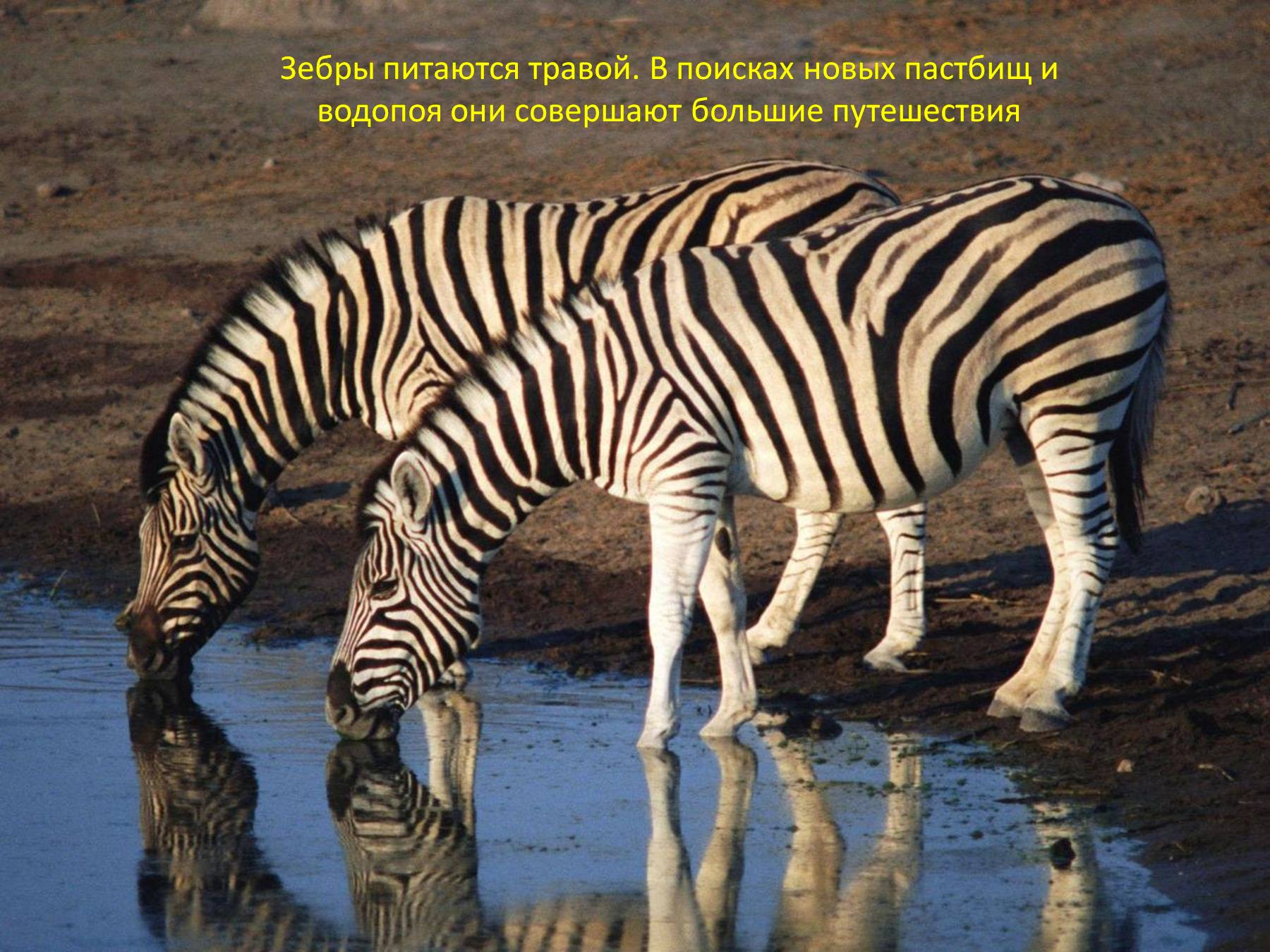 Мир животных очень разнообразен. Непарнокопытные зебры. Зебра на водопое. Зебра в Африке. Звери на водопое.