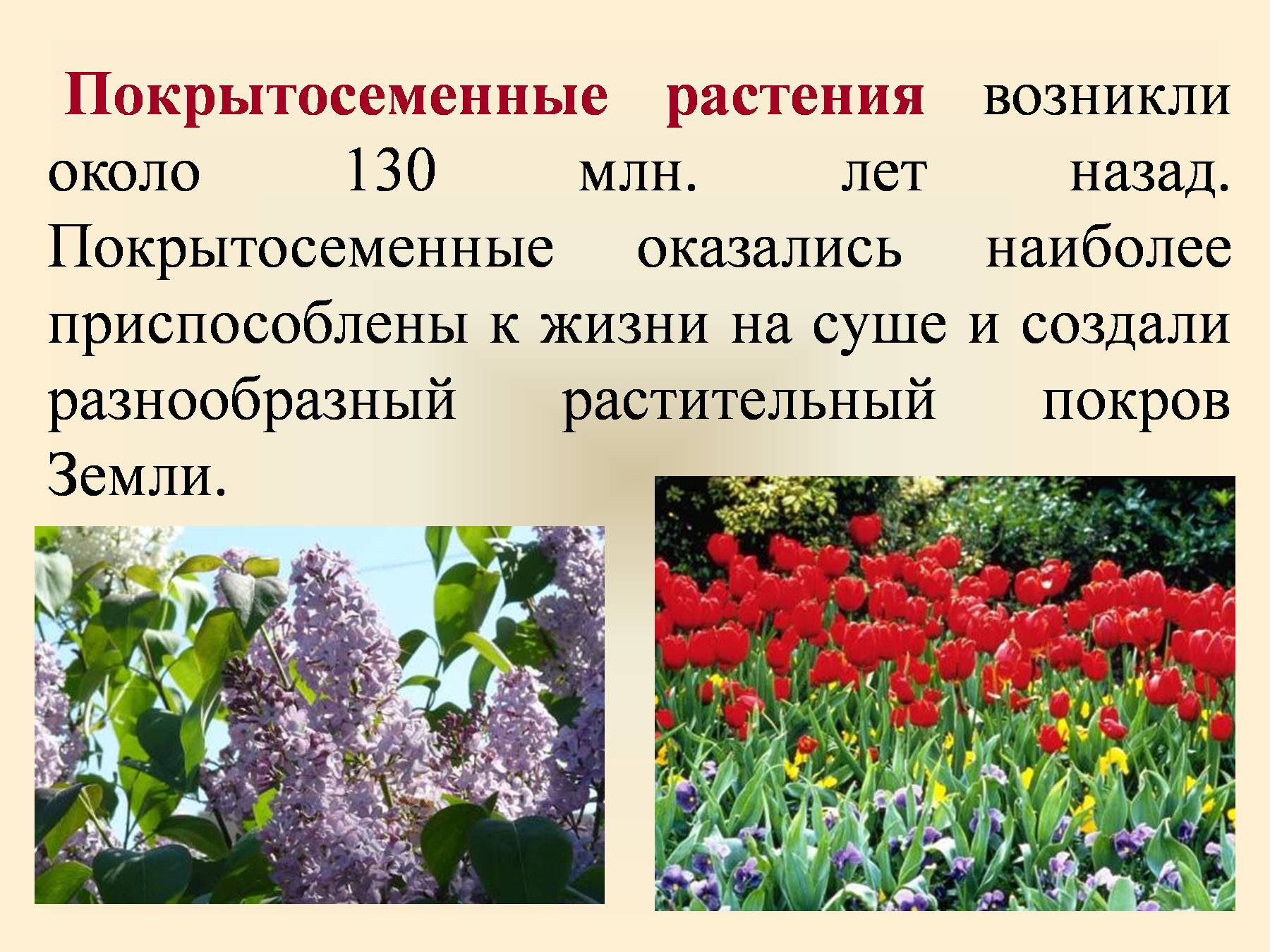 Покрытосеменных цветковых растений. Покрытосеменыерастения. Покрытосеменные или цветковые растения. Представители цветковых растений.