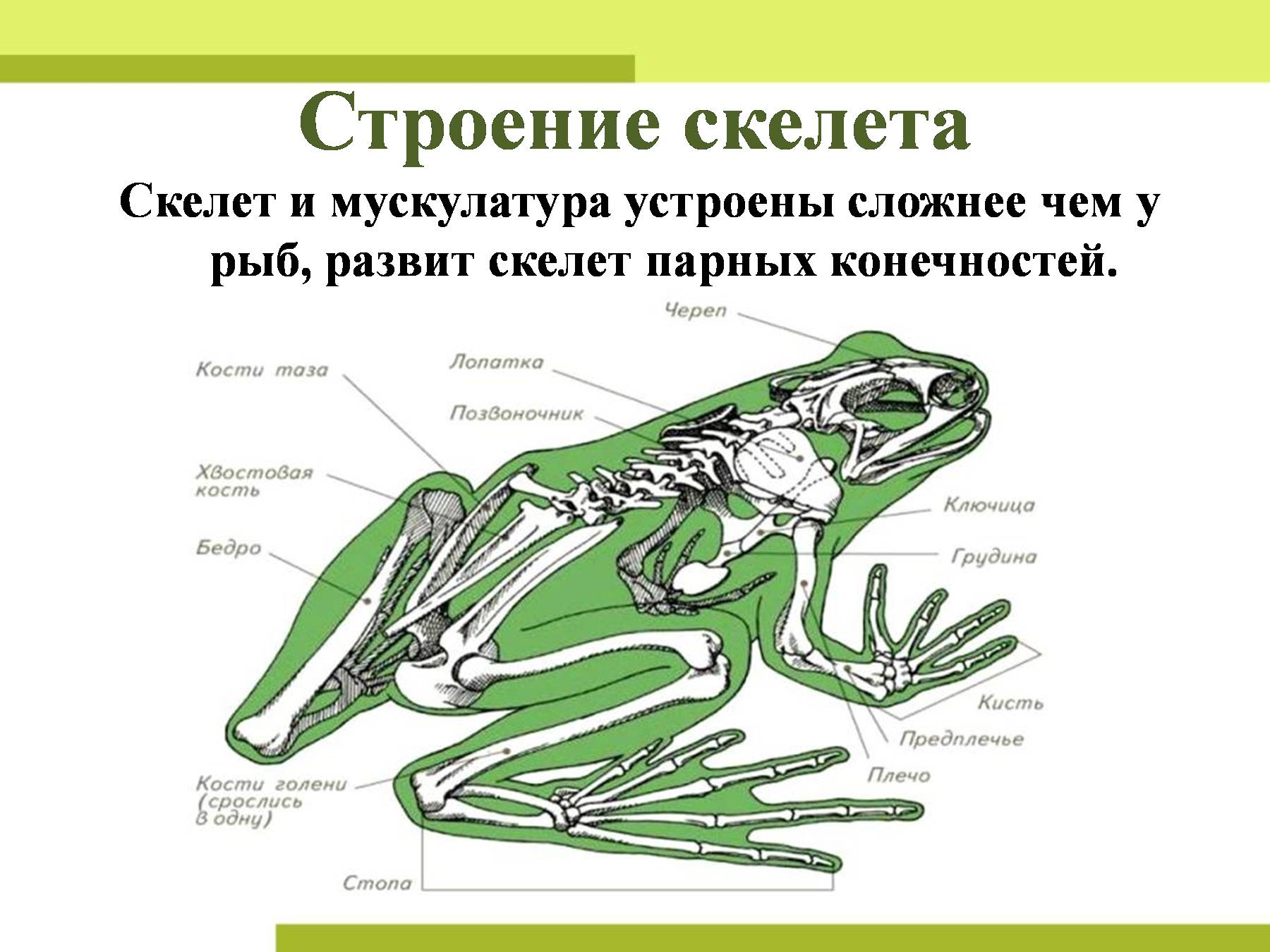 Скелет поясов конечностей лягушки. Скелет конечностей амфибий. Скелет конечностей земноводных. Строение скелета амфибий. Земноводные строение скелета задних конечностей.