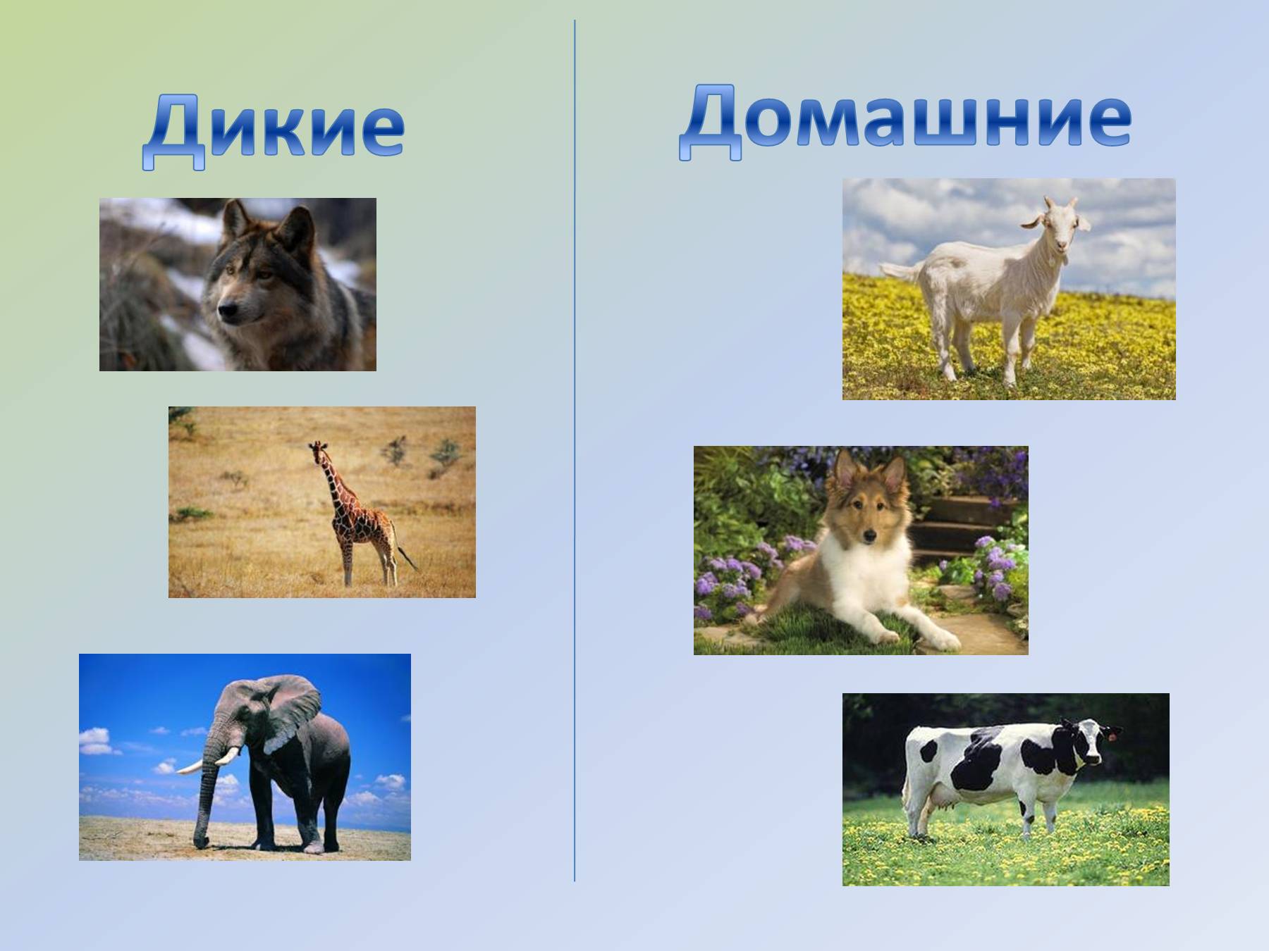 Животные 3 категории